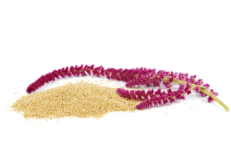 Brezglutensko žito: amarant