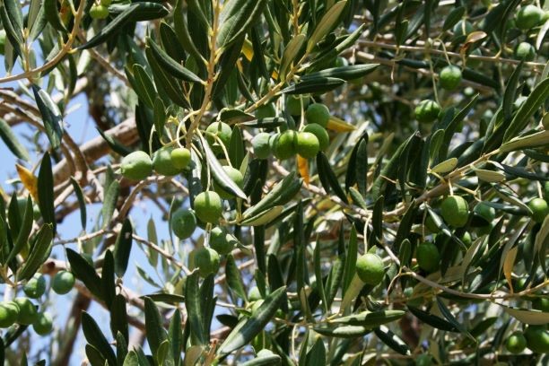 Olive na krožniku