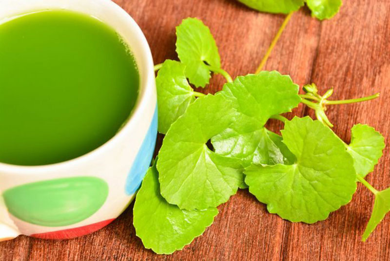 Gotu kola za krčne žile, hemoroide in lajšanje tesnobe